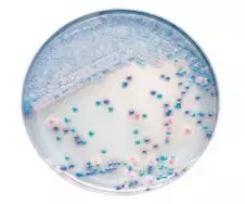 Hotové kultivačné média BD Diagnostics vzorka biog.sk